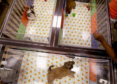 Letters: The ban on pet-store sales in Aurora celebrated